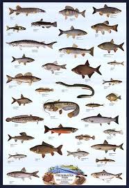 Freshwater Fish Freshwater Fish Fish Fish Chart