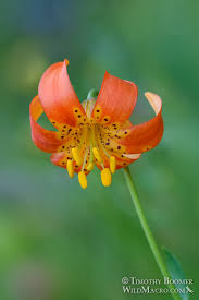 california tiger lily lilium