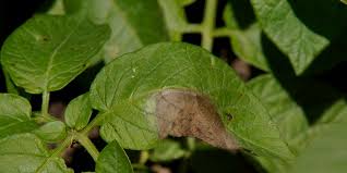 First Late Blight Infection Of 2018 Reported In Mi Potatoes
