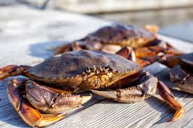 climate change is making crabs lose