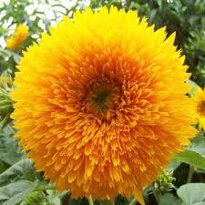 sunflower flower seeds