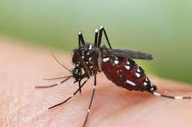 can mosquitoes transmit hiv or aids