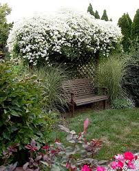 zone 5, baldwinsville, ny outdoor also from mom's new yard! Clematis Renegade Gardener
