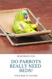 do parrots need a bed you need to see