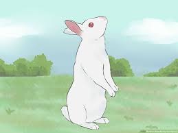 Is your cat just stinky around the head or face? 3 Ways To Read Bunny Ear Signals Wikihow