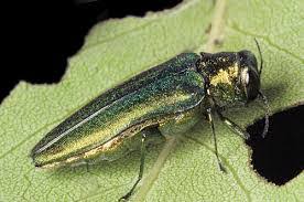 Emerald Ash Borer Tree Care Wright Outdoor Solutions