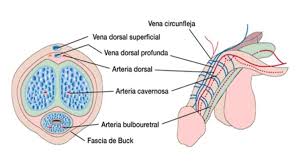 trombosis de la vena dorsal del pene