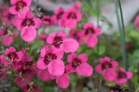 best plants to use in hanging baskets