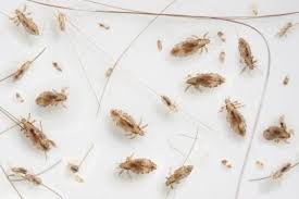 treat and eliminate head lice