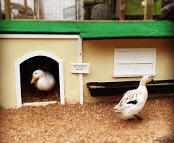 11 Diy Duck House Plans Ideas You Can
