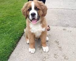 I have created this page to have everyone interested in a pup to follow the. St Bernese Puppy Bernard Bernese Hybrid He S Gonna Get So Big Puppies Bernese Puppy Puppy Mix