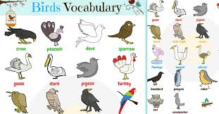 Bird Names List Of Birds With Useful Birds Images 7 E S L
