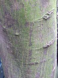 Trees And Their Bark Found In The Uk