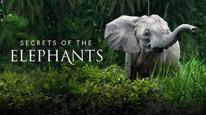 watch secrets of the elephants tv show