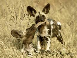 Lycaon Pictus African Wild Dog