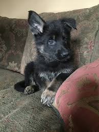 German shepherd dog puppies for sale and dogs for adoption in georgia, ga. Buy Trained German Shepherd Puppies May 2021 Availability