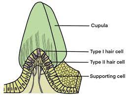 structure of the crista ullaris the