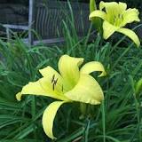 Where should I plant daylilies in my garden?