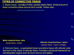 Connective tissue supports tissues connects tissues and separates different types of tissues from each other and then there are different types of connective tissue that don't necessarily fall into connective tissue in many of them provide some form or another of support for tissues and organs. Connective Tissue Without It Youd Fall Apart Introduction