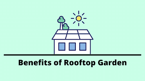 Why You Should Have A Rooftop Garden