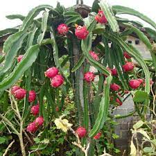5 cara menanam buah naga mudah dan pasti berbuah. 5 Keratan Pokok Naga Merah Red Dragon Fruit Shopee Malaysia