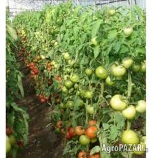 Във видеото ще видите интересен нов метод за засяване на вече покълналите семена на домати за разсад. Prodavam Razsad Domati Krastavici Piper Tikvichki Agropazar Bg