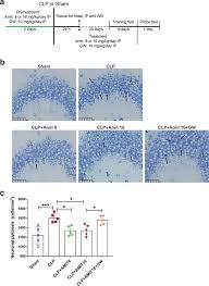 Hypoallergenic mit nur einem einzigen protein + einer kohlehydratquelle Amitriptyline Treatment Mitigates Neuronal Loss In Septic Mice A Download Scientific Diagram