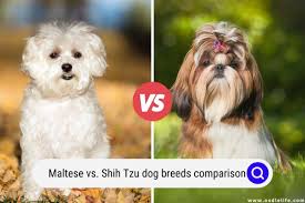 maltese vs shih tzu dog breed