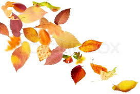 Image result for autumn leaves images