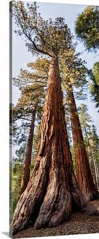 giant sequoia trees in mariposa grove