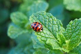 how to attract ladybugs