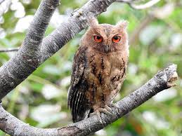 Japanese Scops Owl Wikipedia