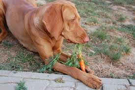 what vegetables can dogs eat whole