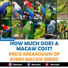 how much does a macaw cost s of