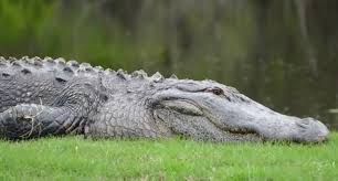 Photo shows alligators are more terrifying when they yawn | Biloxi Sun  Herald
