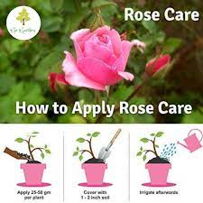 Maybe you would like to learn more about one of these? Organic Fertilizer For Rose Plants Rose Care Special Manure For Rose Plant Best Rose Plant Food