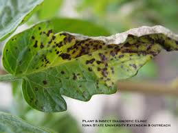 control of foliar diseases on tomatoes