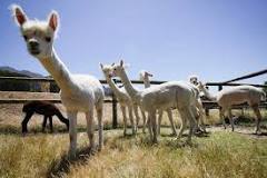 Image result for How Much Does Alpaca Cost In South Africa