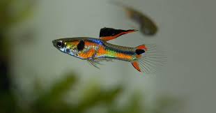 The male's of this species is a fluorescent color while the females are a plain silver or grey, but that is the true strain. Endler S Livebearer Care Guide Tank Setup Mates Breeding