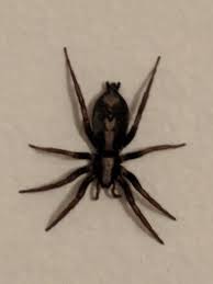Unidentified Spider In Shavertown Pa Pennsylvania United States