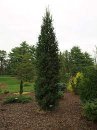 Dark green evergreen needles are slightly curved on closely set limbs, creating a slender, uniform form with dense branching to the ground. Evergreen Trees Picea Abies Columnar Trees