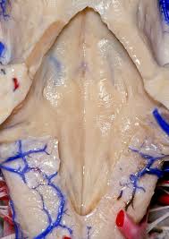 fourth ventricle neuroanatomy