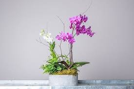 4 diy orchid potting mix recipes