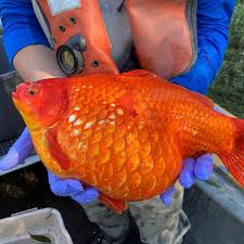 once they were pets now giant goldfish