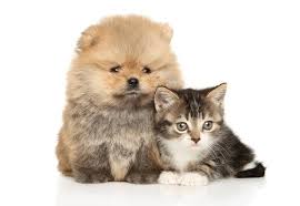 puppy and kitten images
