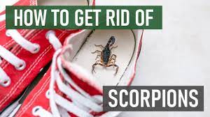 how to get rid of scorpions 4 easy