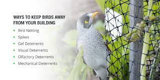 keep birds away from your business