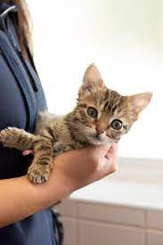 If you decide to buy a kitten and you have other pets, do not leave her alone with them until you are sure she will be safe with them.16 x research source. Rspca Tips For Buying A Happy And Healthy Kitten Katzenworld