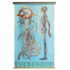 Vintage Anatomy Pull Down Chart Nervous System By Denoyer