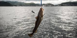 Vad kan man fiska i Norge?